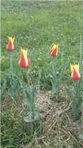 tulipan2